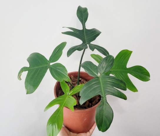 室內植物照顧技巧