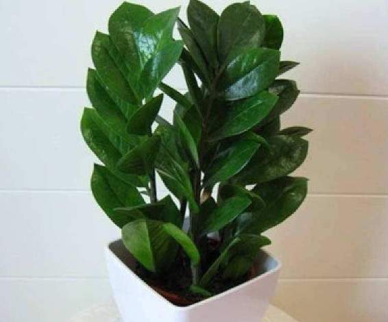 金錢樹土壤選擇