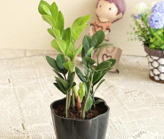 金錢樹養護技巧