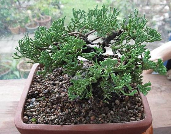 珍珠柏澆水頻率