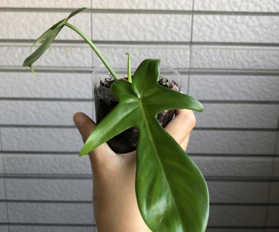 蔓綠絨繁殖方法