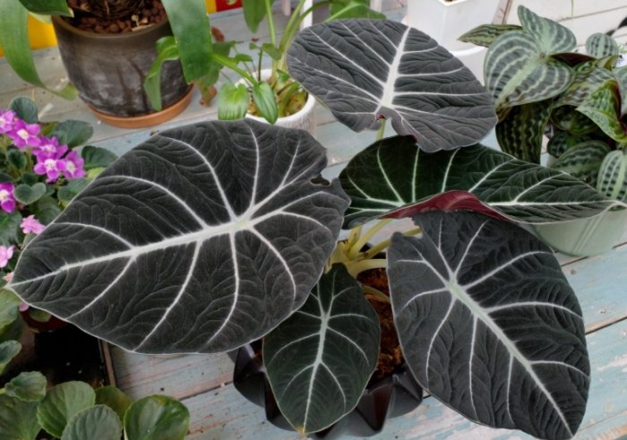 黑絲絨觀音蓮養護