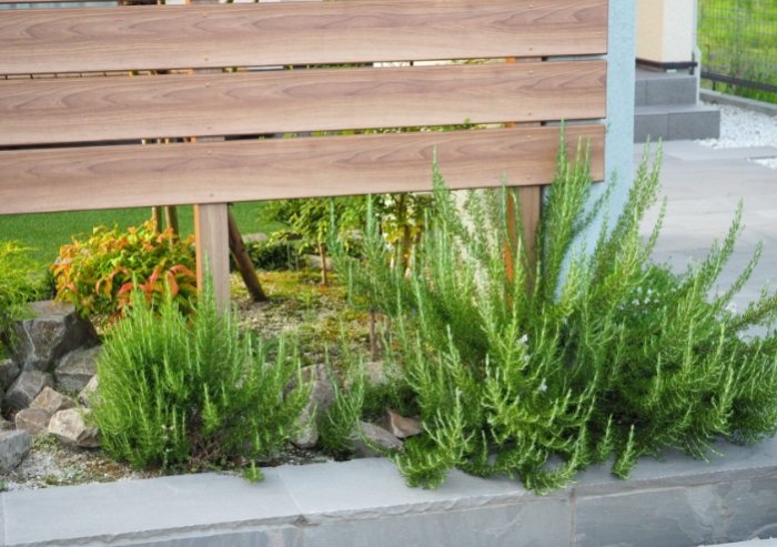 木質化修剪技巧