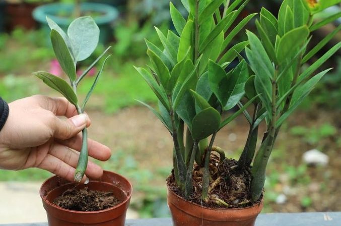 金錢樹泥土更換