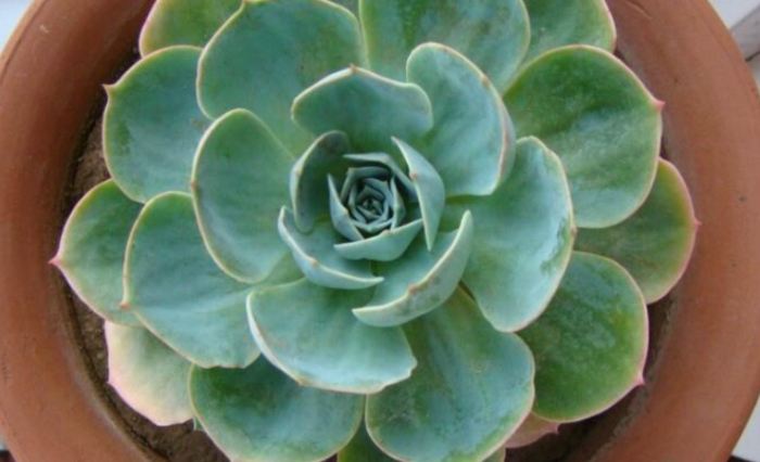 石蓮花繁殖技巧 石蓮花繁殖技巧