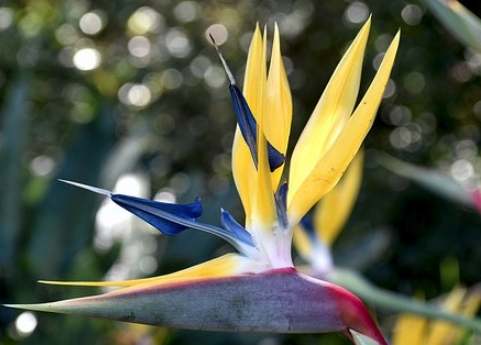 天堂鳥養護方法 天堂鳥養護方法