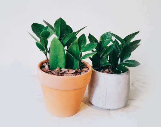 金錢樹泥土更換