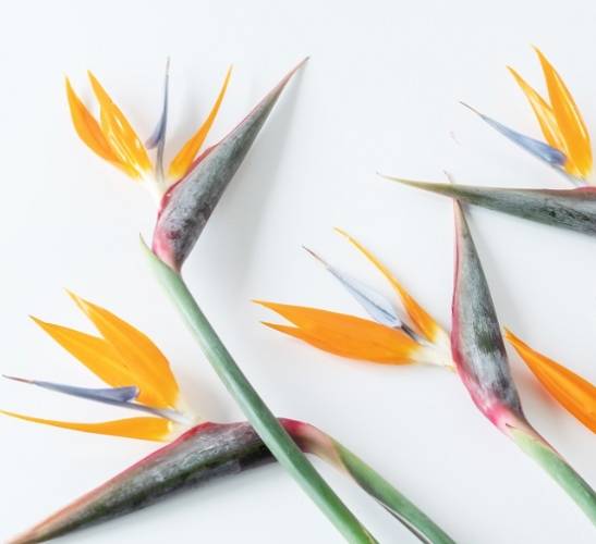 天堂鳥開花時間