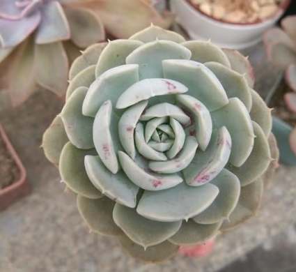 石蓮花養殖方法