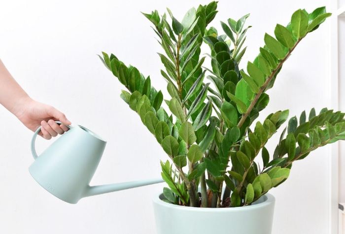 金錢樹換土時機