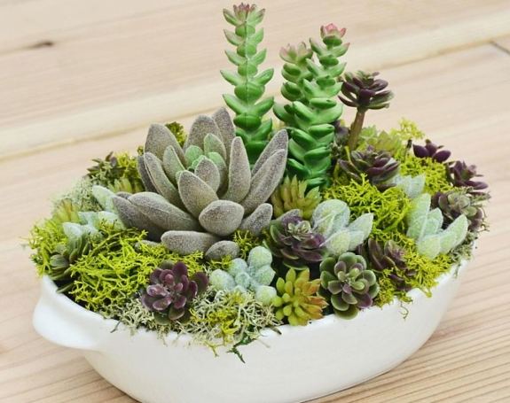 多肉葉子皺皺處理