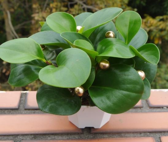 金錢樹換土步驟