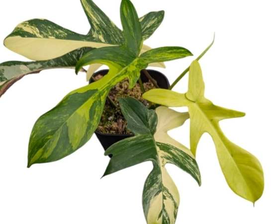 室內植物照顧技巧