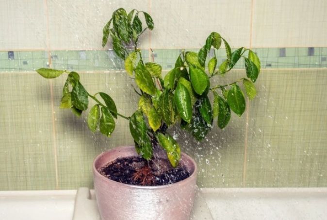 植物澆水過多處理