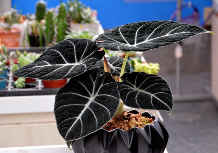 觀音蓮種植方法