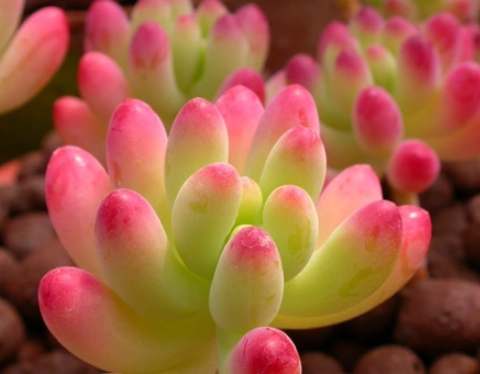 多肉植物光照需求