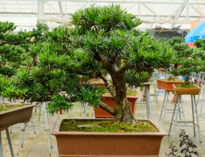 罗汉松修剪技巧