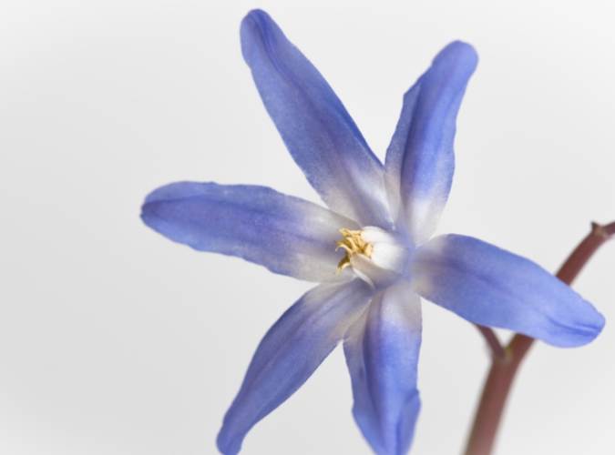 六片花瓣植物 六片花瓣植物