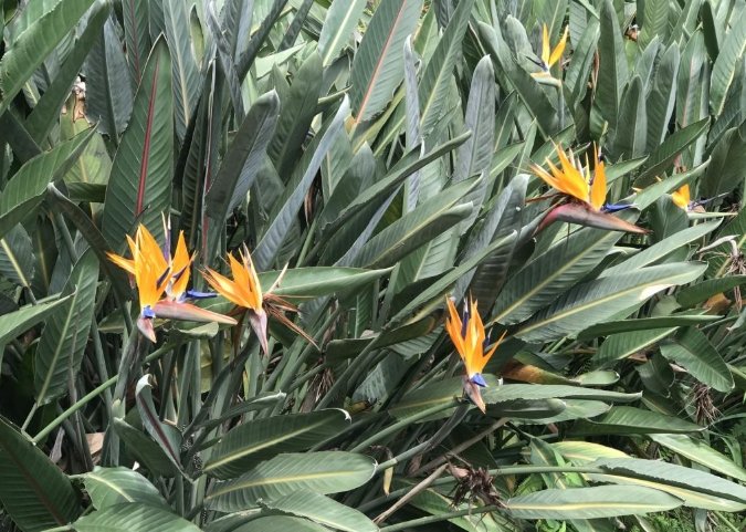 天堂鳥成長環境 天堂鳥成長環境