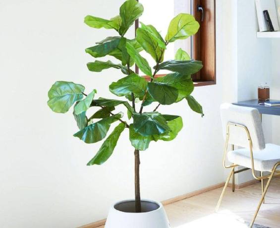 琴葉榕養護方法