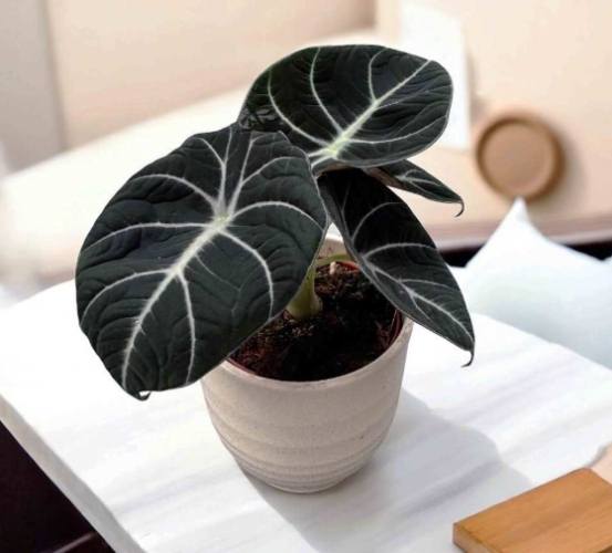 觀音蓮種植方法