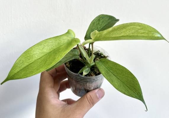 蔓綠絨繁殖方法