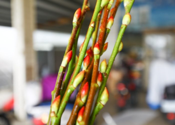 銀柳盆栽出葉技巧