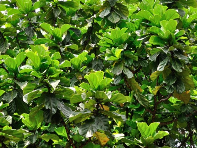 琴葉榕養護方法