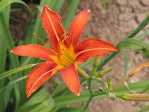 六瓣花種類 六瓣花種類