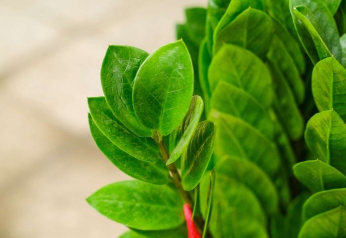 金钱树土质要求