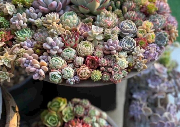 多肉植物養護 多肉植物養護