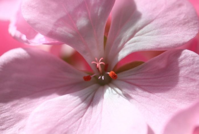 六片花瓣植物 六片花瓣植物