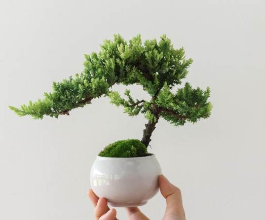 珍珠柏澆水方法