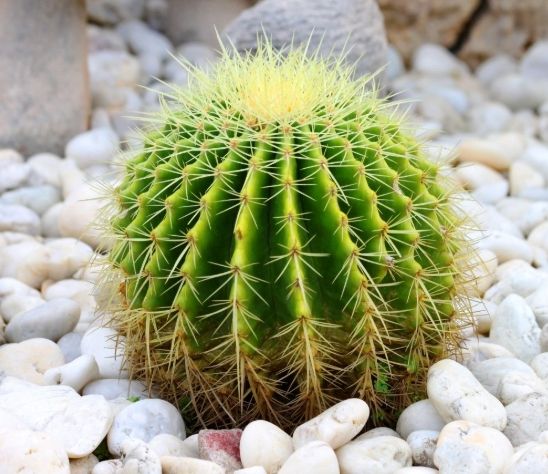 仙人掌發霉處理