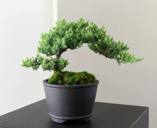 珍珠柏澆水注意事項