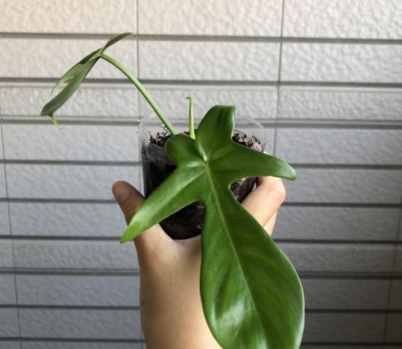 蔓綠絨植物養護