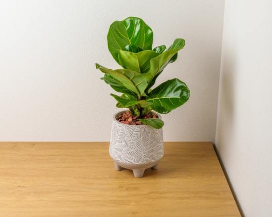 室內植物葉片光澤