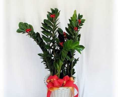 金钱树叶子发软