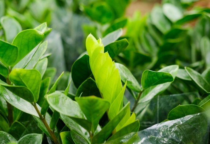 金钱树户外种植