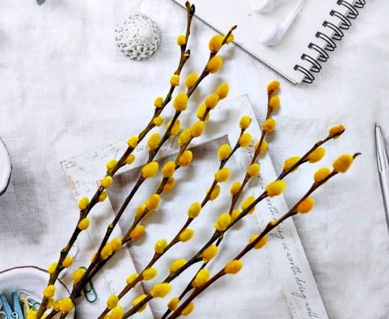 銀柳養護常見問題