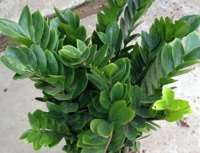 金錢樹泥土更換