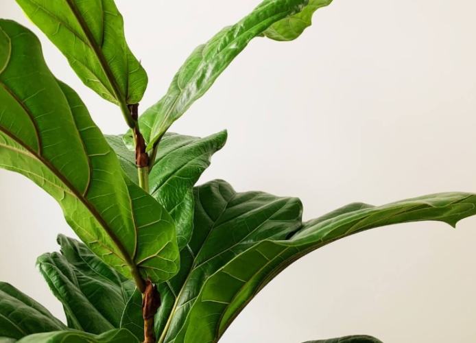 琴葉榕葉子發霉處理 琴葉榕葉子發霉處理