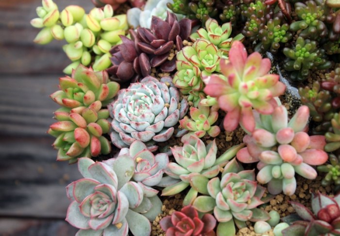 多肉植物葉子變黃處理