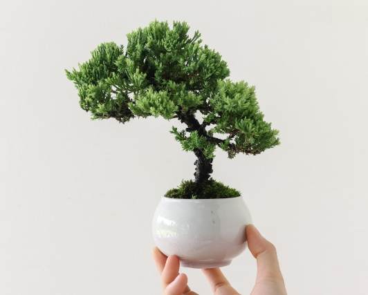 珍珠柏澆水頻率