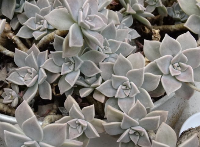 石蓮花分株方法 石蓮花分株方法