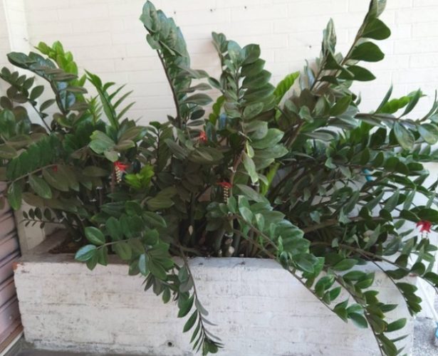 黑色金錢樹盆栽