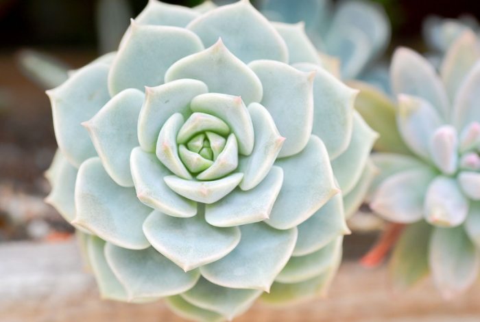 多肉植物葉子皺皺原因