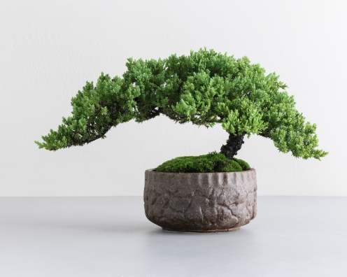 珍珠柏澆水方法