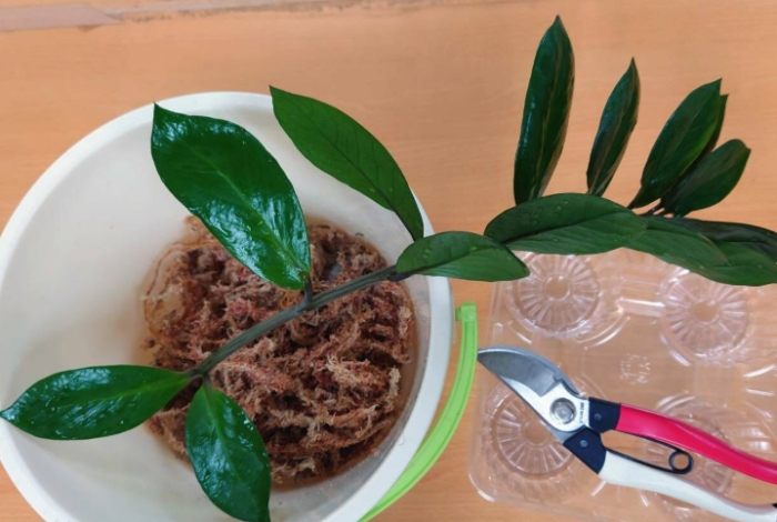 金钱树叶子发软