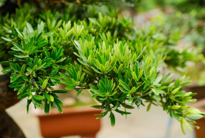 罗汉松养护方法